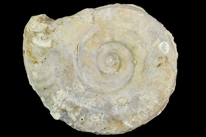 Fossil Ammonite (Hildoceras)- England #110817